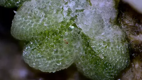 Cellules bulleuses incrustées de calcite de l'épiderme dorsal de Riccia crustata